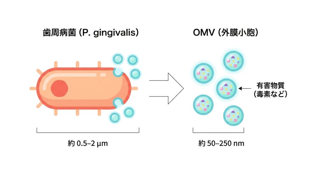 歯周病菌（P. gingivalis）から外膜小胞（OMV）が放出される仕組みの解説図。左側にはサイズ約0.5〜2μmの歯周病菌、右側には菌から放出されたサイズ約50〜250nmのOMV（外膜小胞）が描かれており、OMVの内部には毒素などの有害物質が含まれていることが示されています。