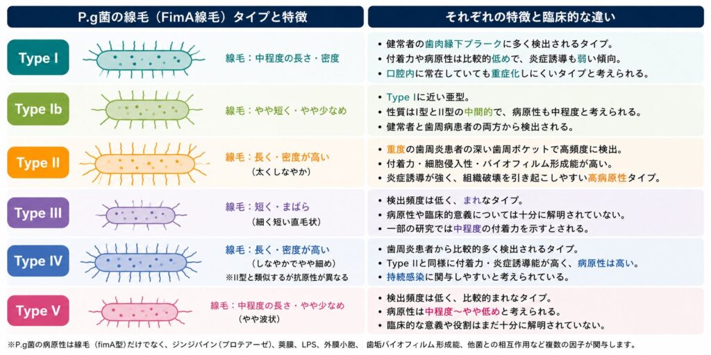 Porphyromonas gingivalis(P.g菌)の線毛(fimA遺伝子型)であるType I、Ib、II、III、IV、Vの6種類における、形状の特徴と臨床的な病原性の違いをまとめた解説一覧図。