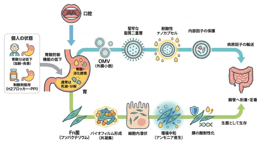 口腔を起点に、歯周病菌由来のOMV（外膜小胞）とFn菌（フゾバクテリウム）がそれぞれ異なる機構で胃酸バリアを突破し、腸管へ到達・定着するまでの経路を示した図解。OMVは脂質二重層の堅牢さで胃酸を物理的に回避し、Fn菌はバイオフィルム・細胞内潜伏・アンモニア産生・膜の酸耐性化を組み合わせて生き延びる。加齢・疾患・制酸剤服用により胃酸防御が低下するほど、これらの通過が容易になることも示している。