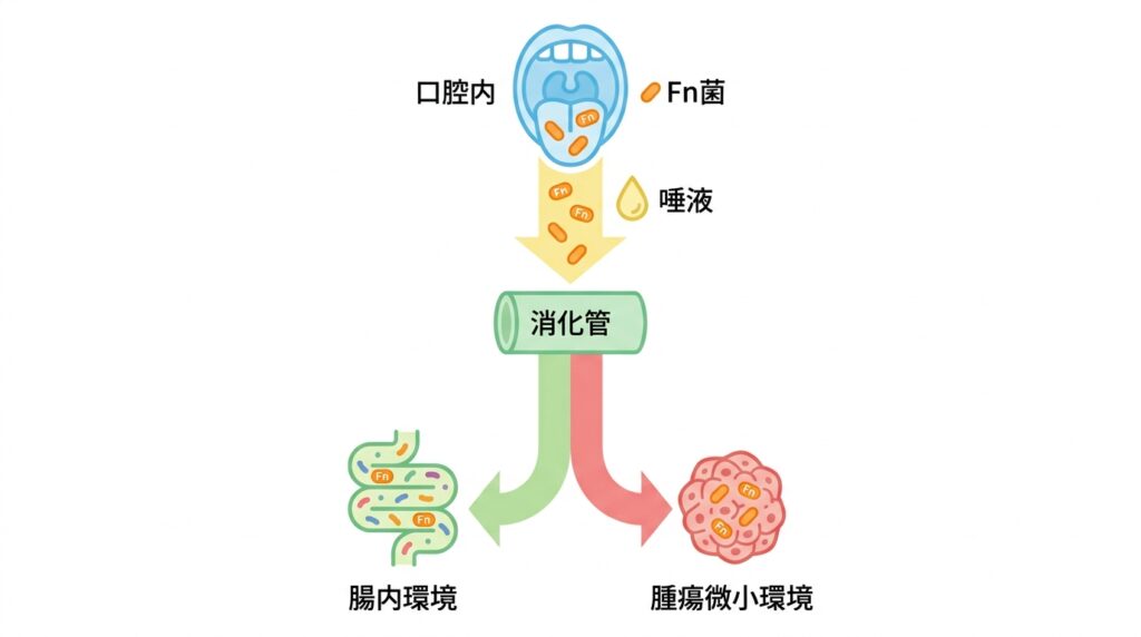 腔内のFn菌が唾液とともに消化管へと下り、そこから腸内環境および腫瘍微小環境へと移行する経路を示した図