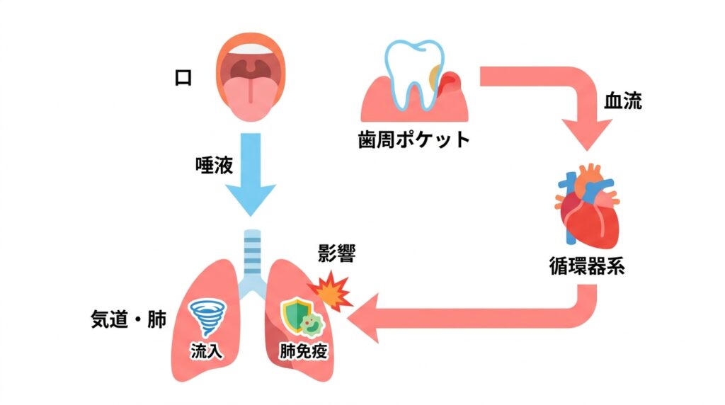 口腔環境が気道や肺に及ぼす影響の経路を示す図。口から唾液を通じて気道・肺へ流入するルートと、歯周ポケットから血流を通じて循環器系を経由し、肺の免疫などに影響を与えるルートが描かれています