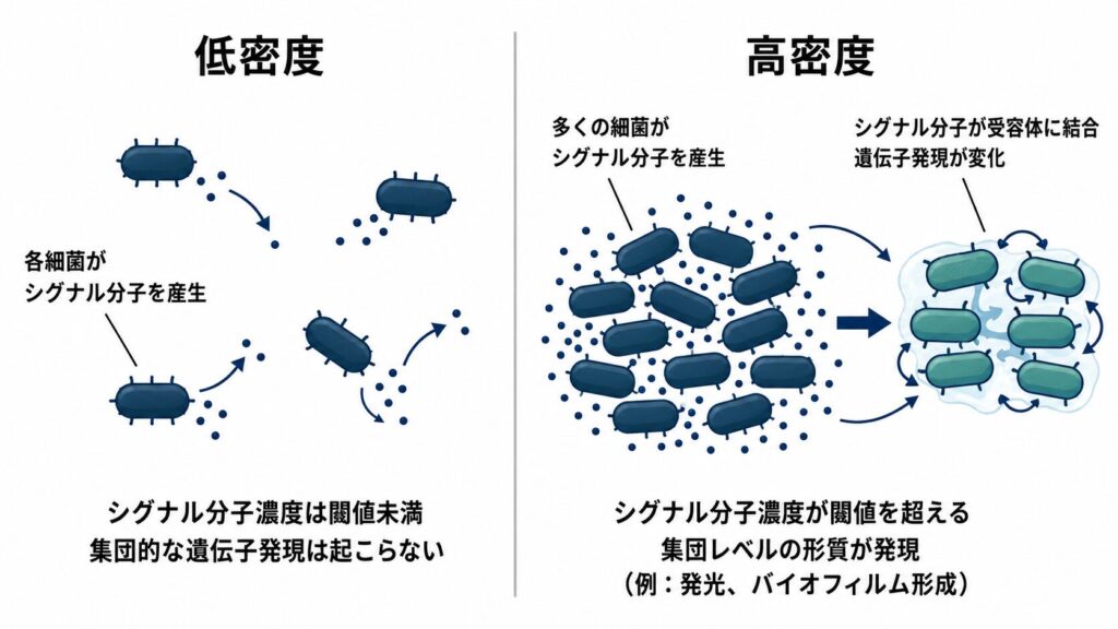 クオラムセンシングの概念図。低密度では細菌が出すシグナル分子が閾値に達せず、集団的な遺伝子発現は起こらない。高密度ではシグナル分子が蓄積して受容体に結合し、遺伝子発現が変化してバイオフィルム形成などの集団行動が起こる。