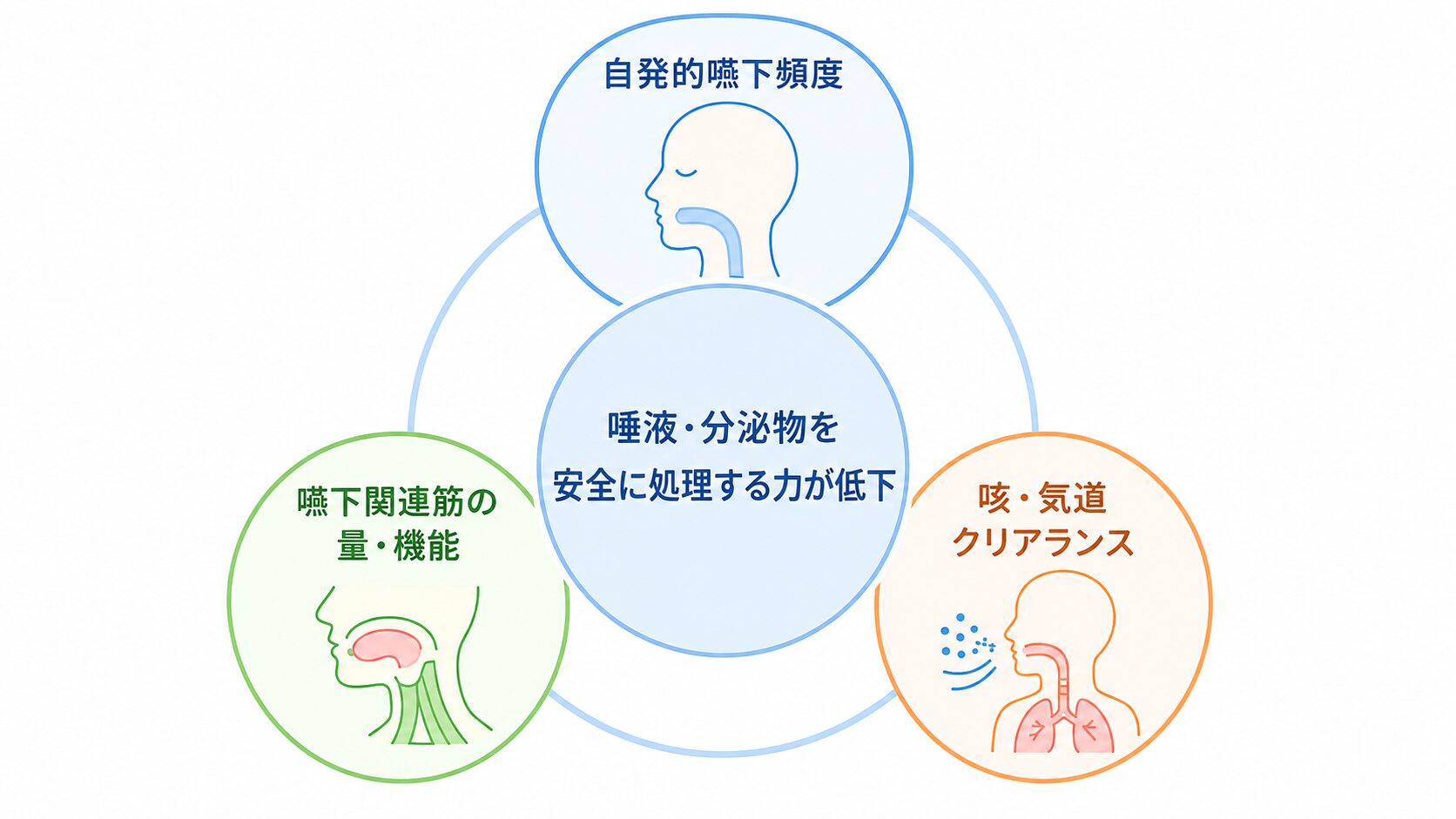 自発的嚥下頻度、嚥下関連筋の量と機能、咳と気道クリアランスが分泌物処理に関係することを示す概念図