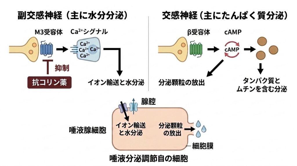 副交感神経と交感神経による唾液分泌調節の仕組み。副交感神経ではM3受容体とCa²⁺シグナルを介して主に水分分泌を促し、交感神経ではβ受容体とcAMPを介してタンパク質やムチンを含む分泌を促す。